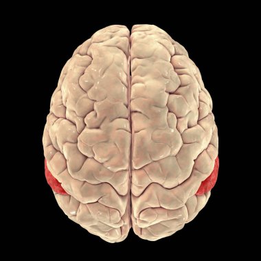 Human brain with highlighted angular gyrus, top view, 3D illustration. It is located in the parietal lobe, is involved into language, number processing, spatial cognition, attention, theory of mind
