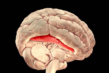 Human brain with highlighted fusiform gyrus, or medial occipitotemporal gyrus, 3D illustration. It is associated with various neural pathways related to recognition, and also to synesthesia, dyslexia, and prosopagnosia