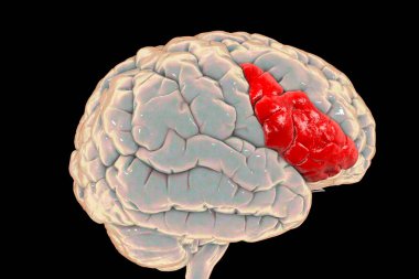 Human brain with highlighted inferior frontal gyrus, 3D illustration. It is a part of the prefrontal cortex and the location of Broca's area, involved in language processing and speech production