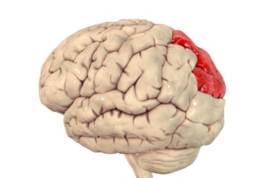 Human brain with highlighted superior parietal lobule, 3D illustration