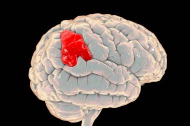 Human brain with highlighted supramarginal gyrus, 3D illustration. It is involved in perception of language, space and limbs location, identifying postures and gestures of other people