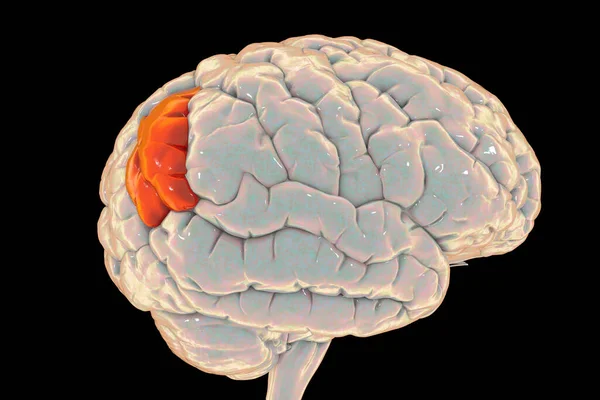 Human Brain Highlighted Angular Gyrus Illustration Located Parietal Lobe Involved — 스톡 사진
