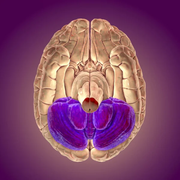 Human brain with highlighted cerebellum, bottom view, 3D illustration. It plays an important role in motor control and is involved in some cognitive functions, attention, language, emotional control