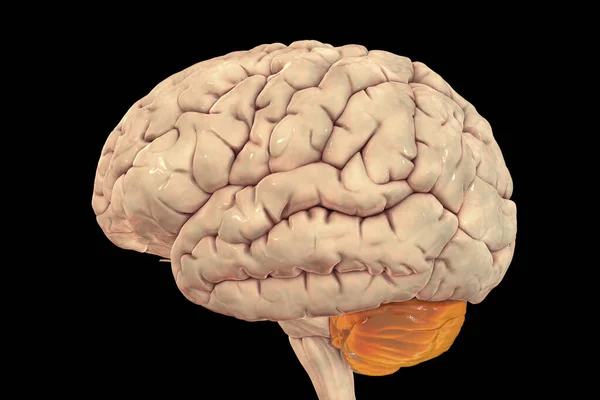 Human Brain Highlighted Cerebellum Illustration Plays Important Role Motor Control — Foto de Stock