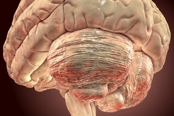 Ludzki Mózg Bliskim Widokiem Móżdżku Ilustracja Odgrywa Ważną Rolę Kontroli — Zdjęcie stockowe