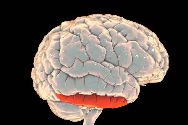 Human Brain Highlighted Inferior Temporal Gyrus Illustration Located Temporal Lobe — Foto de Stock