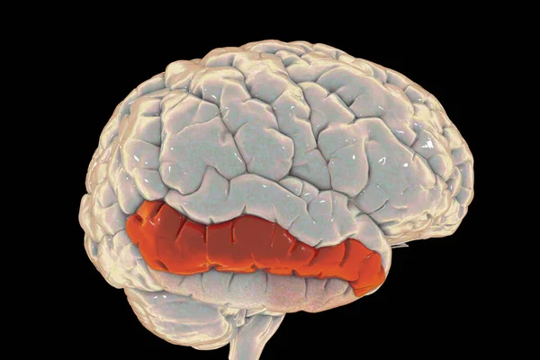 強調表示された中間時間ジュースを持つ人間の脳 3Dイラスト それは側頭葉に位置し 既知の顔の認識に関与し 読み取り中に単語の意味にアクセスします — ストック写真