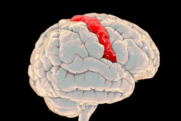 強調表示された前頭前ジルス サイドビュー 3Dイラストを持つ人間の脳 前頭葉の後頭頂葉に位置し 一次運動野であるブロドマン領域4の部位である — ストック写真