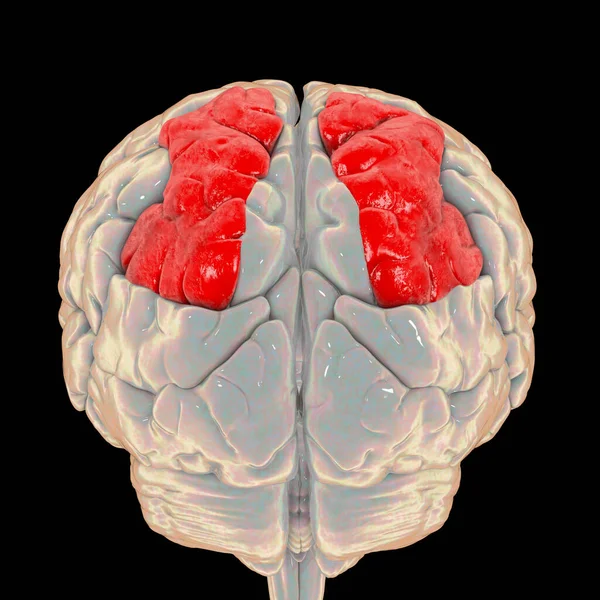 Human Brain Highlighted Superior Parietal Lobule Illustration — Foto de Stock