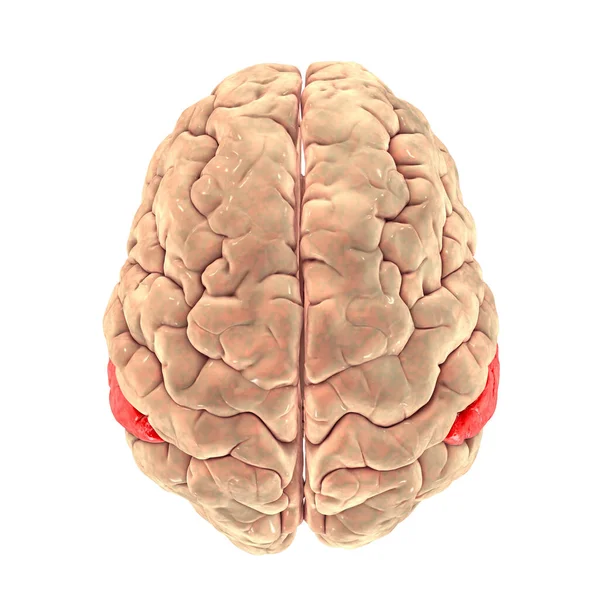 Human Brain Highlighted Supramarginal Gyrus Top View Illustration Involved Perception — Foto de Stock