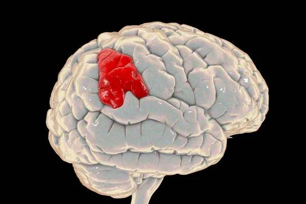 Human Brain Highlighted Supramarginal Gyrus Illustration Involved Perception Language Space — Foto de Stock