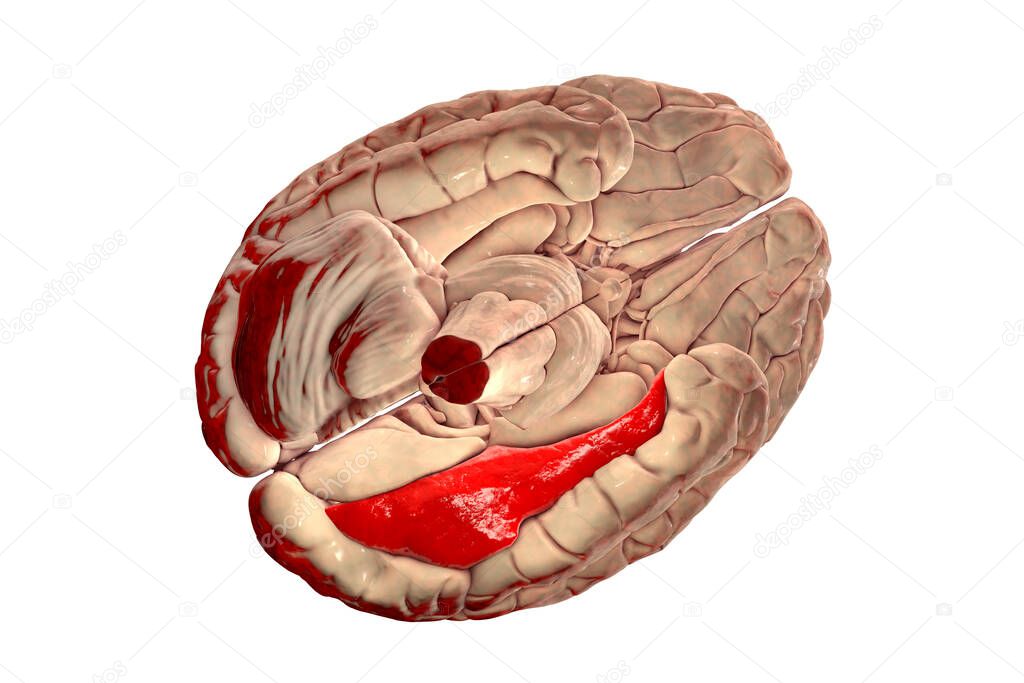 Human brain with highlighted fusiform gyrus, or medial occipitotemporal gyrus, 3D illustration. It is associated with various neural pathways related to recognition, and also to synesthesia, dyslexia, and prosopagnosia