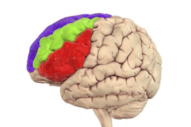 Vurgulanmış frontal gyri, üst (kırmızı), orta (yeşil) ve alt (sarı), üç boyutlu resimleme ile insan beyni