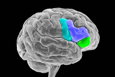 Alt ön kıvrımlı altı çizili insan beyni, yörünge kısmını (yeşil), üçgen kısmını (koyu mavi) ve operküler kısmını (açık mavi) gösteren 3D çizim)