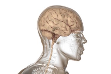 Kafatasının içindeki insan beyni ve beyaz arka planda izole edilmiş vücut, 3 boyutlu illüstrasyon.