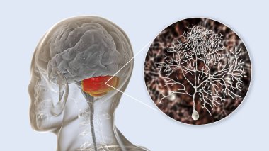 Beyinciği vurgulanmış ve Purkinje nöronlarına yakından bakan insan beyni, beyincik korteksindeki en yaygın hücre tiplerinden biri, 3 boyutlu resimleme