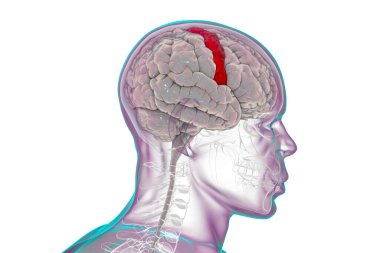 İnsan beyni, altı çizili presantral gyrus, yan görüş, üç boyutlu illüstrasyon. Arka ön lobda yer almaktadır ve ana motor korteks olan Brodmann bölgesi 4 'tür..