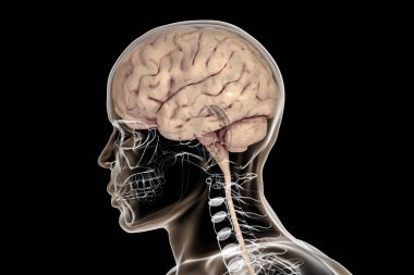 Kafatasının içindeki insan beyni ve siyah arka planda izole edilmiş vücut, 3 boyutlu illüstrasyon.