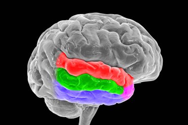 Altı çizili zamansal girdabı olan insan beyni, 3 boyutlu illüstrasyon. Üst temporal gyrus (kırmızı), orta (yeşil), alt (mavi) ve temporal pole (mor). İşitsel bilginin işlenmesinde ve belleğin kodlanmasında rol alırlar.
