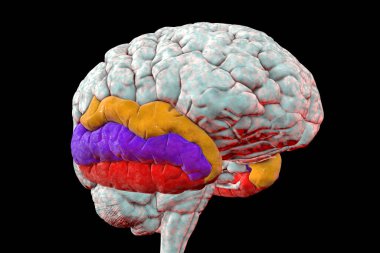 Altı çizili zamansal girdabı olan insan beyni, 3 boyutlu illüstrasyon. Üst temporal gyrus (turuncu), orta (mavi) ve alt (kırmızı). İşitsel bilginin işlenmesinde ve belleğin kodlanmasında rol alırlar.