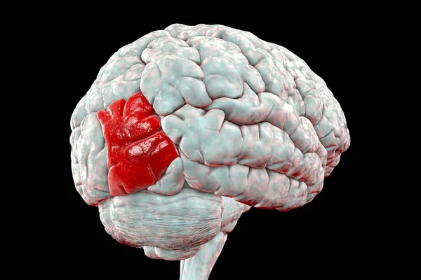 強調表示された中央 の頭頂ジルスを持つ人間の脳 3Dイラスト これは 首都圏に位置し オブジェクトの認識を担当しています — ストック写真