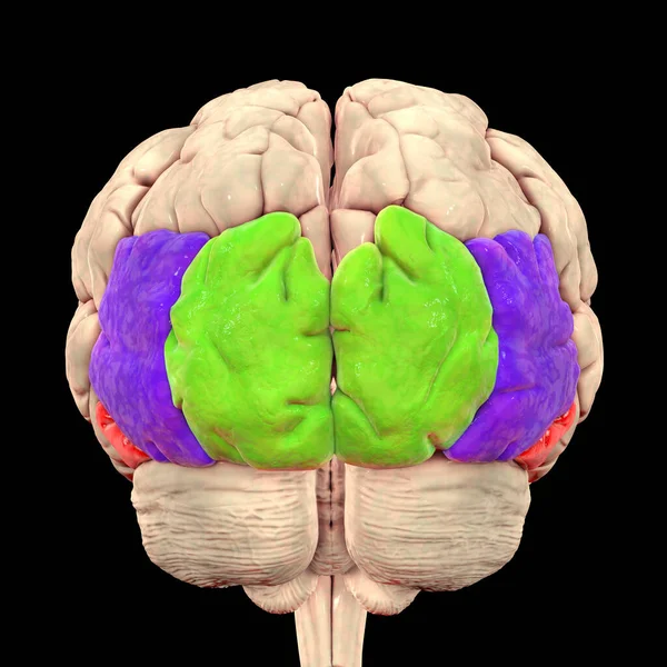 人脑与突出的枕骨陀螺隔离在黑色背景 3D插图 它们也被称为枕面区域 负责物体的识别 — 图库照片
