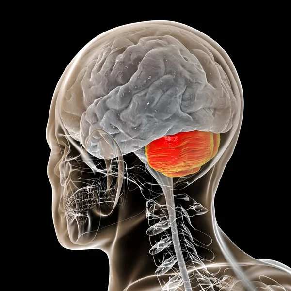 Cerebro Humano Con Cerebelo Resaltado Dentro Del Cuerpo Ilustración Desempeña — Foto de Stock