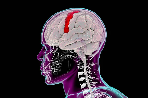 人間の脳は 側面図 3Dイラストの中に強調された中心的な神経節を持っています 前頭葉の後頭頂葉に位置し 一次運動野であるブロドマン領域4の部位である — ストック写真