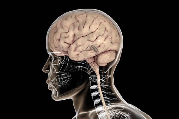 头骨和身体内部的人脑在黑色背景下被隔离 3D图解 — 图库照片