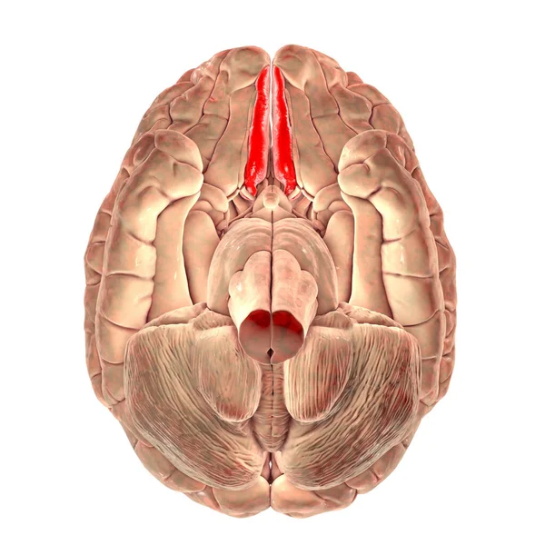 Cerebro Humano Con Giro Recto Resaltado Giro Recto Vista Inferior — Foto de Stock