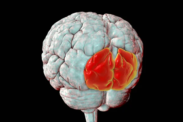 Cerebro Humano Con Giro Occipital Superior Resaltado Ilustración Encuentra Lóbulo — Foto de Stock