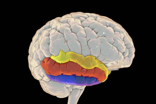 強調表示された時間ジリを持つ人間の脳 3Dイラスト 優れた時間的ジルス および劣った 聴覚情報の処理や記憶の符号化に関与している — ストック写真