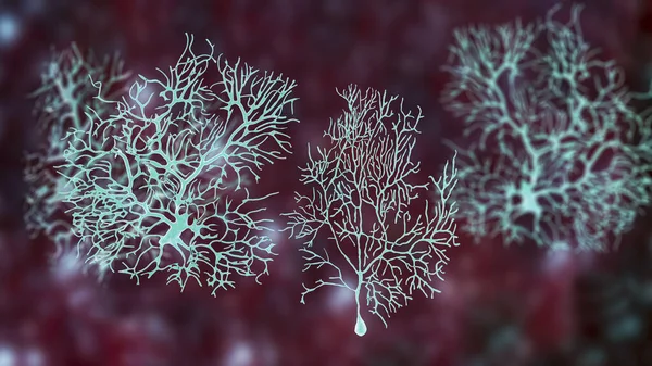 Neuronas Purkinje Neurona Gabaérgica Localizada Cerebelo Ilustración — Foto de Stock