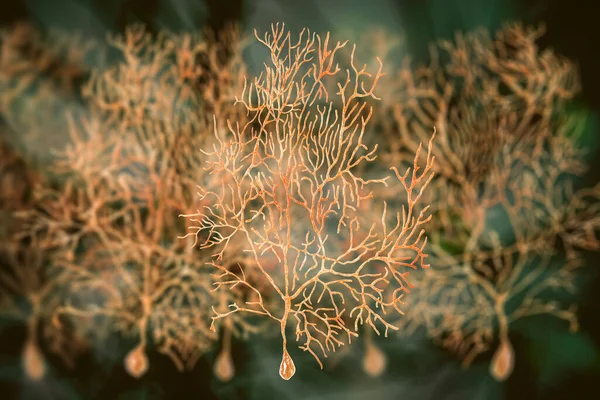 Neurônios Purkinje Neurônio Gabaérgico Localizado Cerebelo Ilustração — Fotografia de Stock