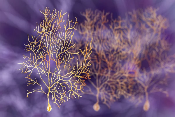 Neurônios Purkinje Neurônio Gabaérgico Localizado Cerebelo Ilustração — Fotografia de Stock