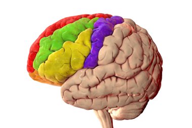 Vurgulanmış frontal gyri, üst (kırmızı), orta (yeşil), alt (sarı), orta (mavi), ön (mavi), üç boyutlu resimleme ile insan beyni