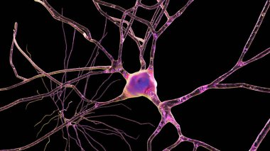 Siyah arkaplanda izole edilmiş nöronlar, Brodmann bölgesindeki insan beyninin temporal korteksinde bulunan 3 boyutlu çizimler gösteriyor. Onlar üst düzey görsel işlemde yer alıyorlar.