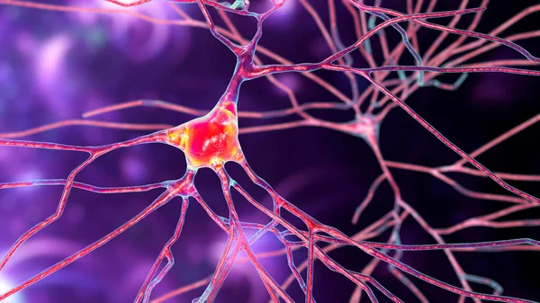 Neurony Ilustrace Zobrazující Mozkové Buňky Umístěné Spánkové Kůře Lidského Mozku — Stock fotografie