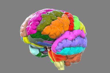 Farklı renklerde işaretlenmiş jirili insan beyni, 3 boyutlu illüstrasyon