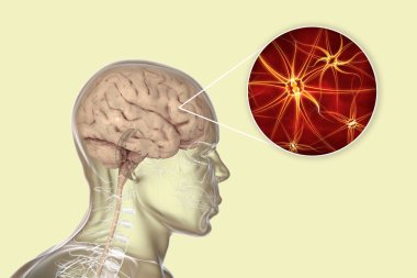 İnsan beyni vücudun içinde nöronlara, beyin hücrelerine ve 3 boyutlu illüstrasyonlara yakından bakıyor.