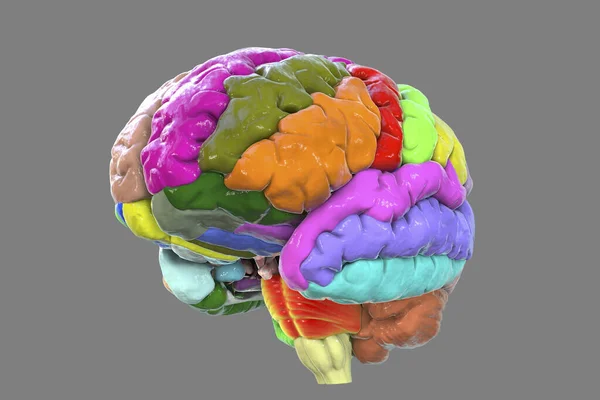 Cervello Umano Con Gyri Evidenziati Diversi Colori Illustrazione — Foto Stock