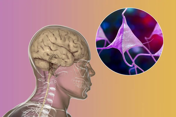 Cerebro Humano Dentro Del Cuerpo Con Vista Cerca Neuronas Células — Foto de Stock