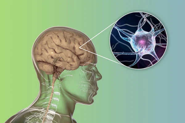 Creierul Uman Interiorul Corpului Vedere Aproape Neuronilor Celulelor Creierului Ilustrație — Fotografie, imagine de stoc