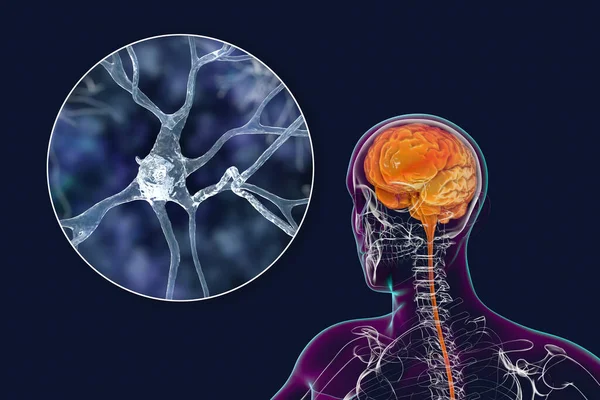 Ludzki Mózg Wewnątrz Ciała Bliskim Widokiem Neurony Komórki Mózgowe Ilustracja — Zdjęcie stockowe