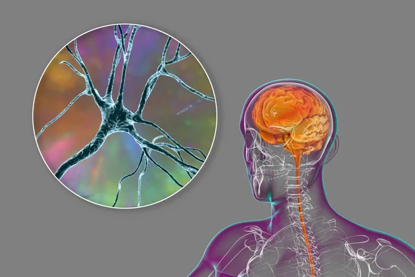 Ludzki Mózg Wewnątrz Ciała Bliskim Widokiem Neurony Komórki Mózgowe Ilustracja — Zdjęcie stockowe