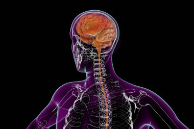 Kafatasının içindeki insan beyni ve siyah arka planda izole edilmiş vücut, 3 boyutlu illüstrasyon.