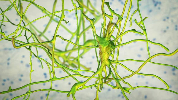 Neuronas Células Cerebrales Localizadas Los Pons Varolii Del Cerebro Humano — Foto de Stock