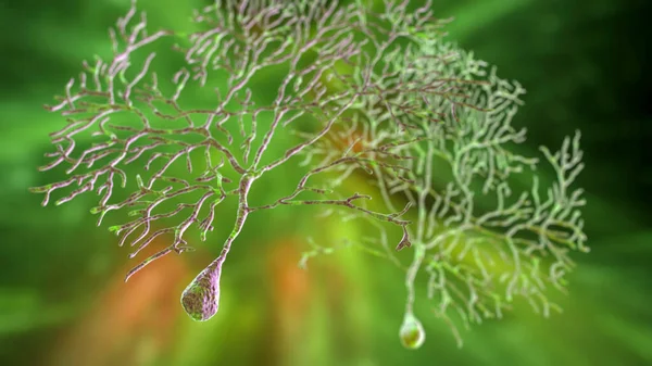 Neuronas Purkinje Neurona Gabaérgica Localizada Cerebelo Ilustración — Foto de Stock