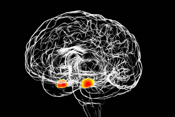 Amygdala También Conocido Como Corpus Amygdaloideum Cerebro Ilustración Dos Grupos — Foto de Stock