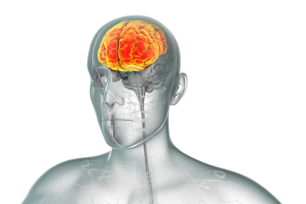 Cerebro Humano Con Lóbulos Frontales Resaltados Ilustración Ilustración — Foto de Stock